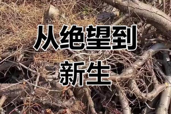 被烧伤的命里注定:生命的重生与灵魂的洗礼 被烧伤的命里注定:生命的重生与灵魂的洗礼
