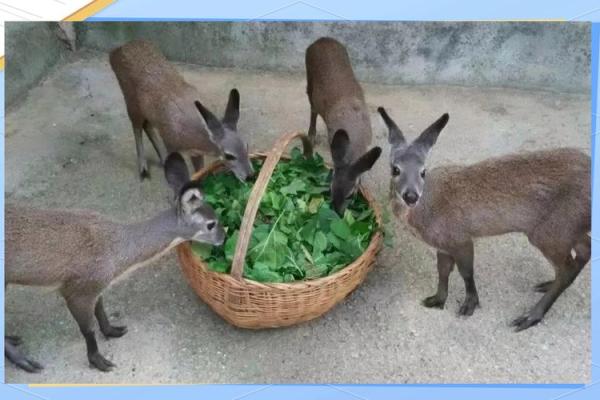 涧下水命:养殖哪些动物能助你生活兴旺? 涧下水命:养殖哪些动物能助你生活兴旺?