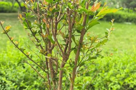 旺石榴木命：探索生命中生生不息的智慧与成长之路