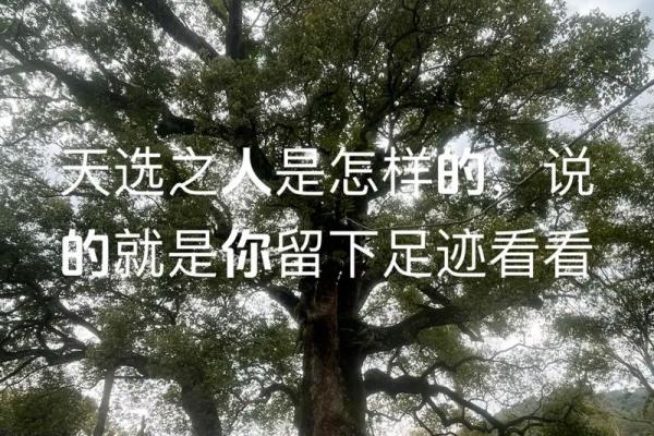 华盖入命：探寻内心深处的宁静与光明