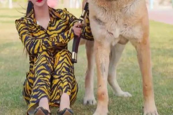 探秘2017年属狗女性的命运与性格特征 探秘2017年属狗女性的命运与性格特征