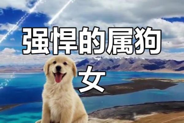 探秘2017年属狗女性的命运与性格特征 探秘2017年属狗女性的命运与性格特征