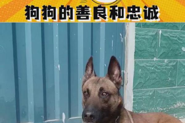 1969年出生的狗：勇敢与忠诚的象征，命运解密！