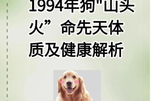 属狗火命的色彩之路：如何运用颜色提升运势和生活质量