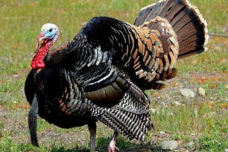 探索火鸡之命：火鸡与非最合适伴侣的奇妙旅程