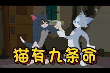 神秘的九条命：揭秘猫咪的生存之道