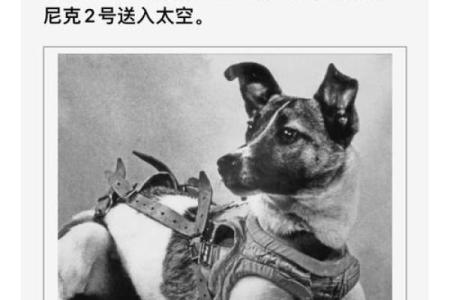 豁出命来摔动物：一种奇特的探险经历与深刻思考