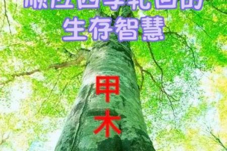 相克命理：探寻阴阳互补之道，揭示生命的智慧与和谐