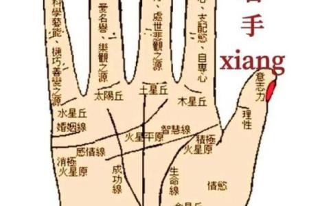 左手右手：解读命理与个性的神秘关系