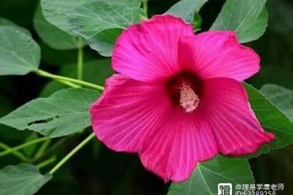 揭秘寡妇命格的奥秘与破解之法,让你更了解命理密码 揭秘寡妇命格的奥秘与破解之法,让你更了解命理密码