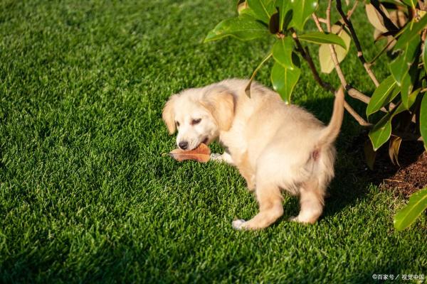 2023年狗年:探秘土命狗的命理特点与生活哲学 2023年狗年:探秘土命狗的命理特点与生活哲学