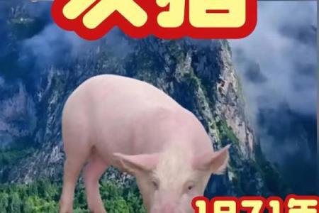 94年属猪之人：命运、性格与人生哲学探讨