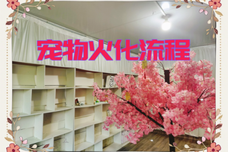 炉中火命者适合养哪些宠物？探寻合适伴侣的魅力之旅