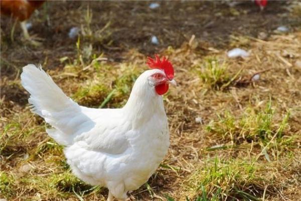 1993年鸡年属什么命?深入解析与命运的平衡之道 1993年鸡年属什么命?深入解析与命运的平衡之道