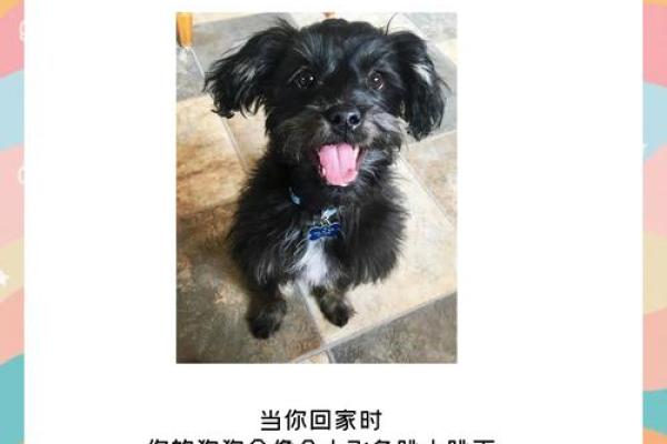 1982年出生的你，属狗命的秘密与人生启示