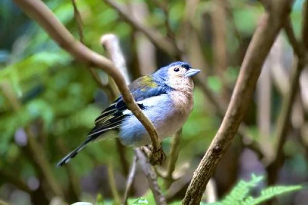 适合养鹦鹉的人命格，开启幸福陪伴的新篇章