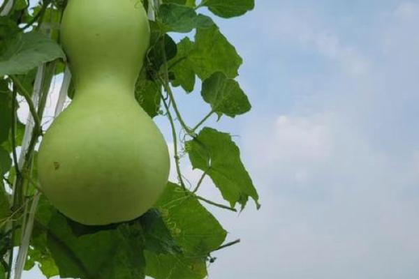 揭秘太阳火命与葫芦的奇妙缘分，选择适合你的葫芦运势提升法