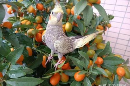 适合养鹦鹉的人命格，开启幸福陪伴的新篇章