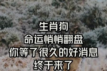 狗年出生的人命运解析：你的生肖为何如此特别？