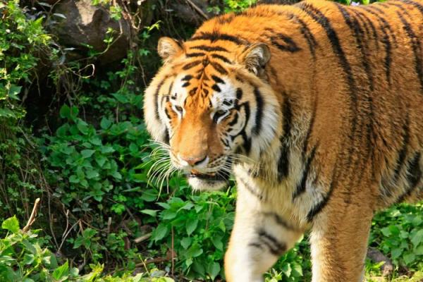 1998年是什么颜色的虎?解析虎年命理与色彩的秘密 1998年是什么颜色的虎?解析虎年命理与色彩的秘密