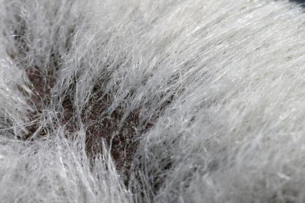 胳膊汗毛重，命运是否也会受到影响？探寻背后的奥秘