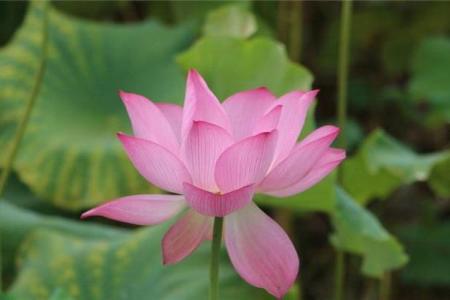 揭开贵人桃花命的神秘面纱，探索幸福之路！