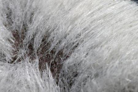 胳膊汗毛重，命运是否也会受到影响？探寻背后的奥秘