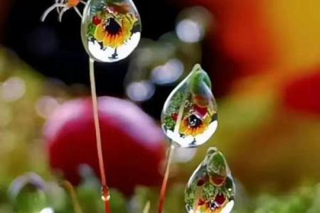 养花人的命运：从土壤到心灵的静谧之旅