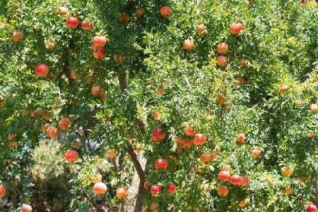 揭秘石榴木命的独特优势：为你的生活添彩的神奇木命力量！