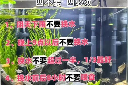 适合养花养鱼的命理解析：让生活更美好的秘密
