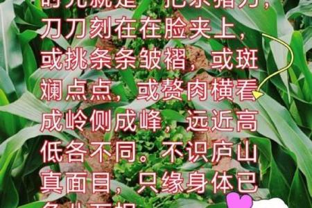 杀猪为何命比较短：揭示生命背后的悲欢与哲理