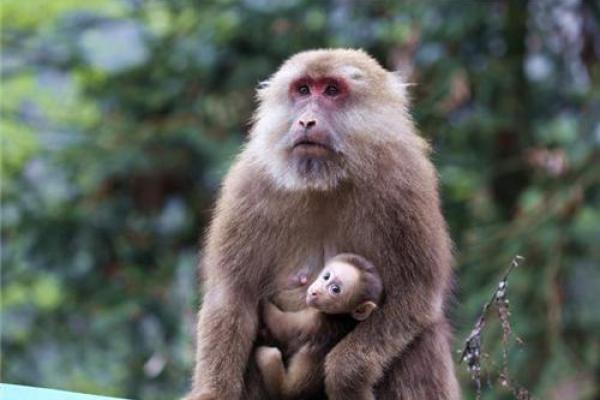 1944年出生的鸡命:探寻其性格与运势的密码 1944年出生的鸡命:探寻其性格与运势的密码