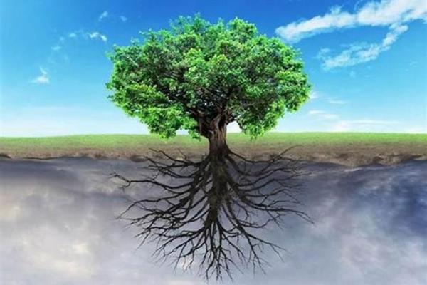 探寻木命的奥秘：与自然相融的力量与智慧