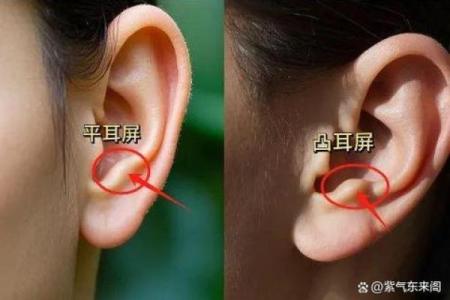 耳朵形状与命运的秘密：揭秘耳朵看相背后的科学与艺术