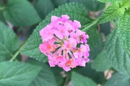 晨提夕命：追寻生活中的五光十色