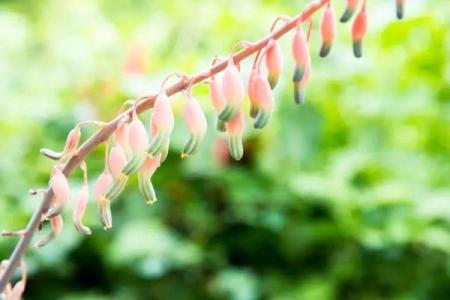 青鸟命格解析：揭开命运的神秘面纱，找到人生的方向与希望