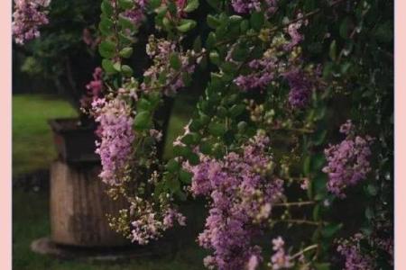 紫薇命运之说：为何紫薇命不好，暗藏哪些人生哲学？