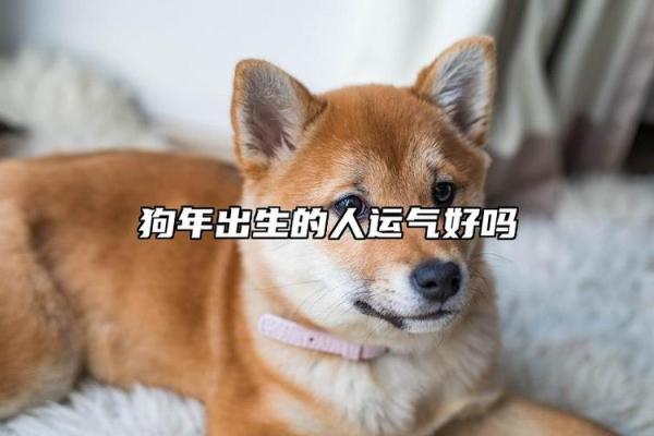 探索2018年狗年出生者的命运与性格特征