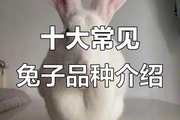 什么品种兔子命最强？探寻兔界的生命之王！