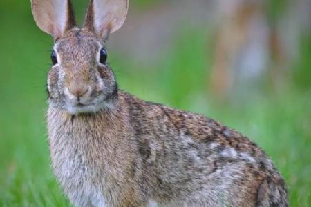 什么品种兔子命最强？探寻兔界的生命之王！