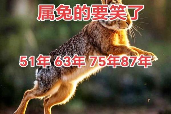 七五年生属兔:命运与性格的深度解析 七五年生属兔:命运与性格的深度解析