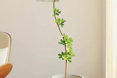 井泉水命与适合植物的完美结合