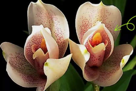 兰花命：揭示生命中的优雅与坚韧之美