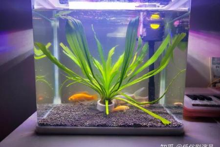 火命人如何选择鱼缸颜色，让财运滚滚而来！