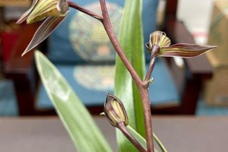 兰花命：独特气质与幸福人生的完美结合