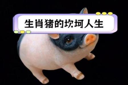 揭秘83年属猪人的命运：2019年改运指南与生活建议