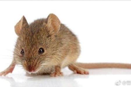 水鼠命：1996年出生的人生解析与命运指南