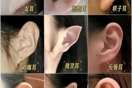 耳朵形状与命运的奇妙关系探秘