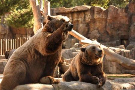 动物世界中的劳模：那些不知疲倦的忙碌者