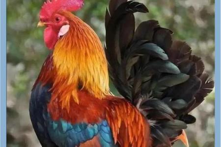 酉时鸡回笼:揭示命运与人生的启示